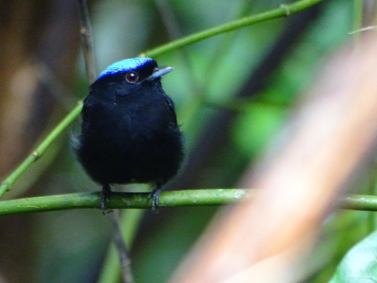 Velvety Manakin - ML637957436