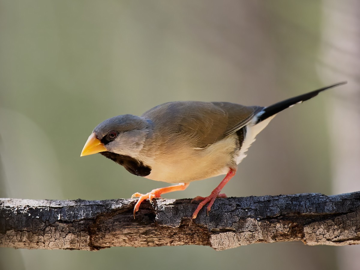 Long-tailed Finch - ML637957475