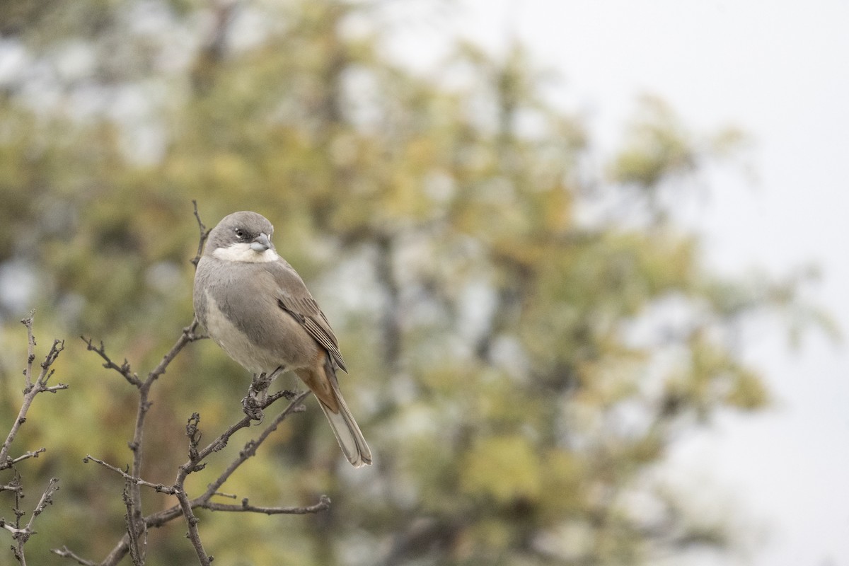 Diuca Finch - ML637957545
