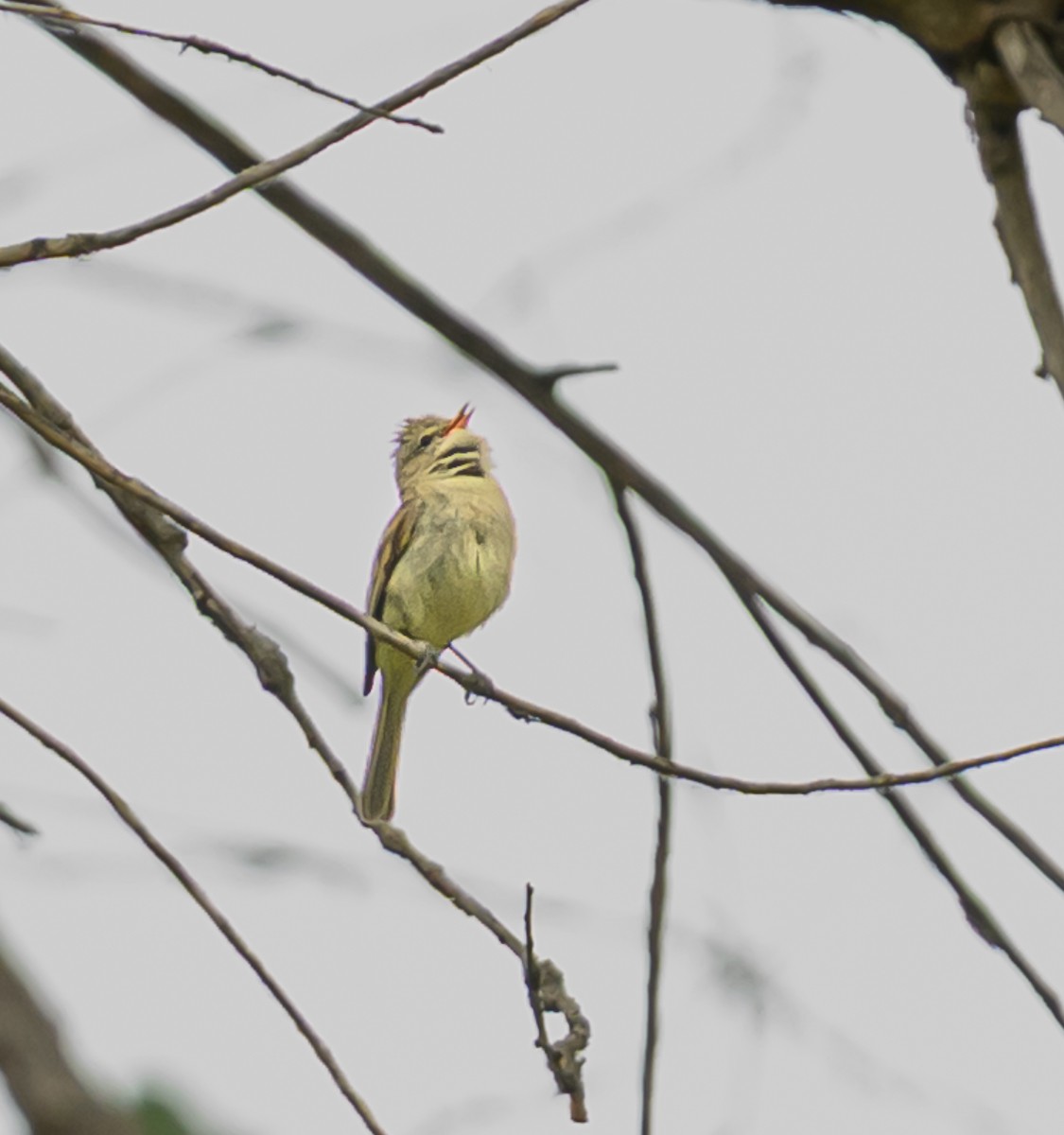 Northern Beardless-Tyrannulet - ML637957555