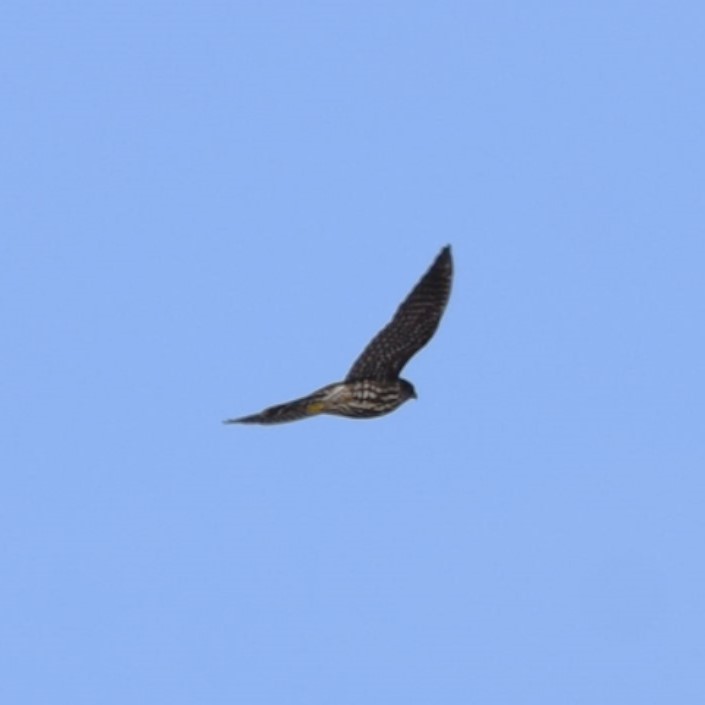 Merlin - ML637957571