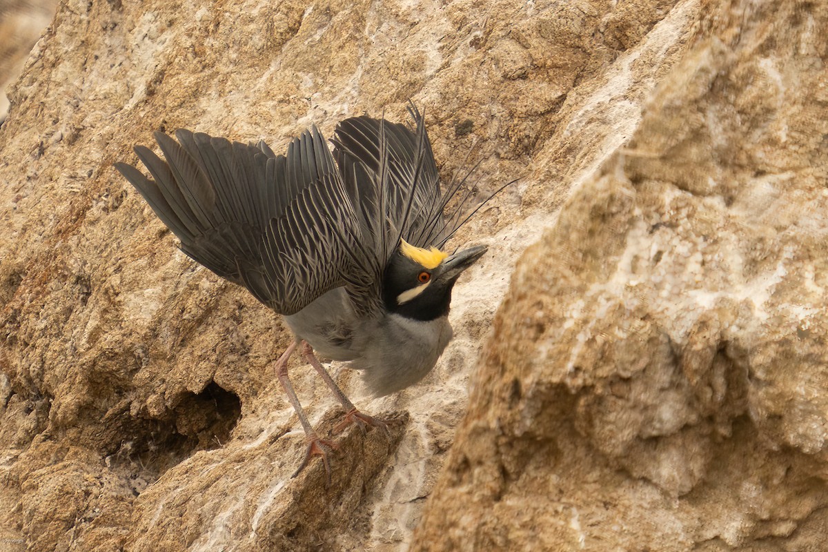 Yellow-crowned Night Heron - ML637957591