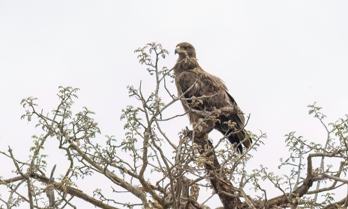 Aquila rapace - ML637957593