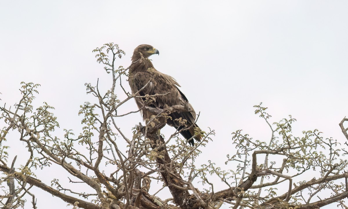Aquila rapace - ML637957594