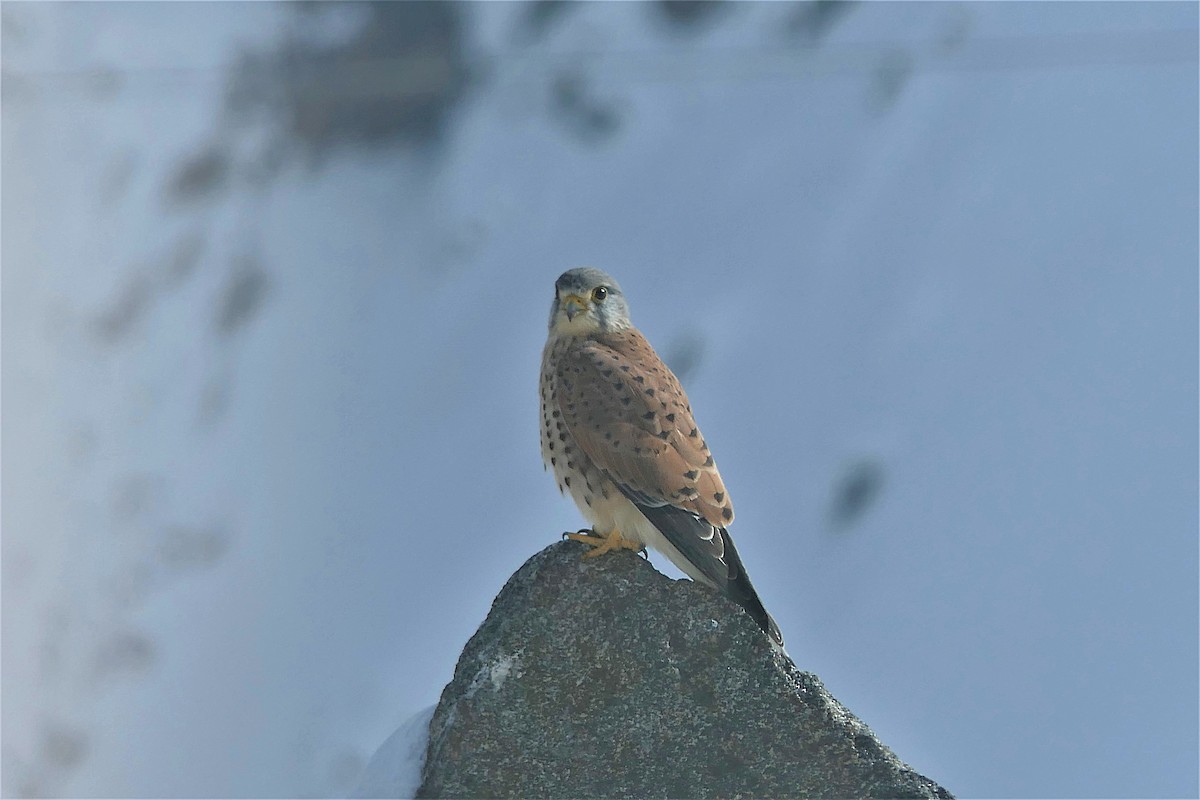 Начин шонхор - ML637957597