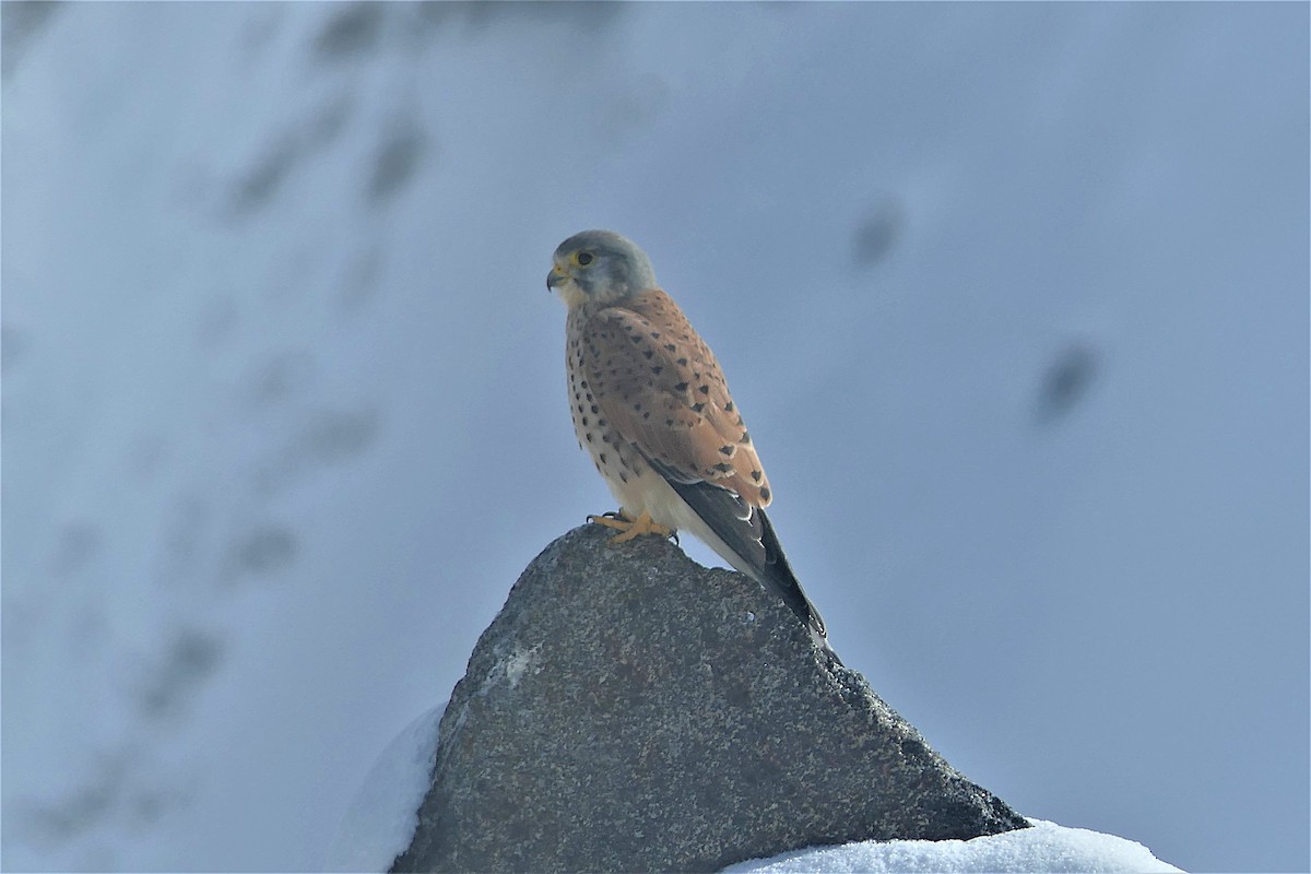 Начин шонхор - ML637957598