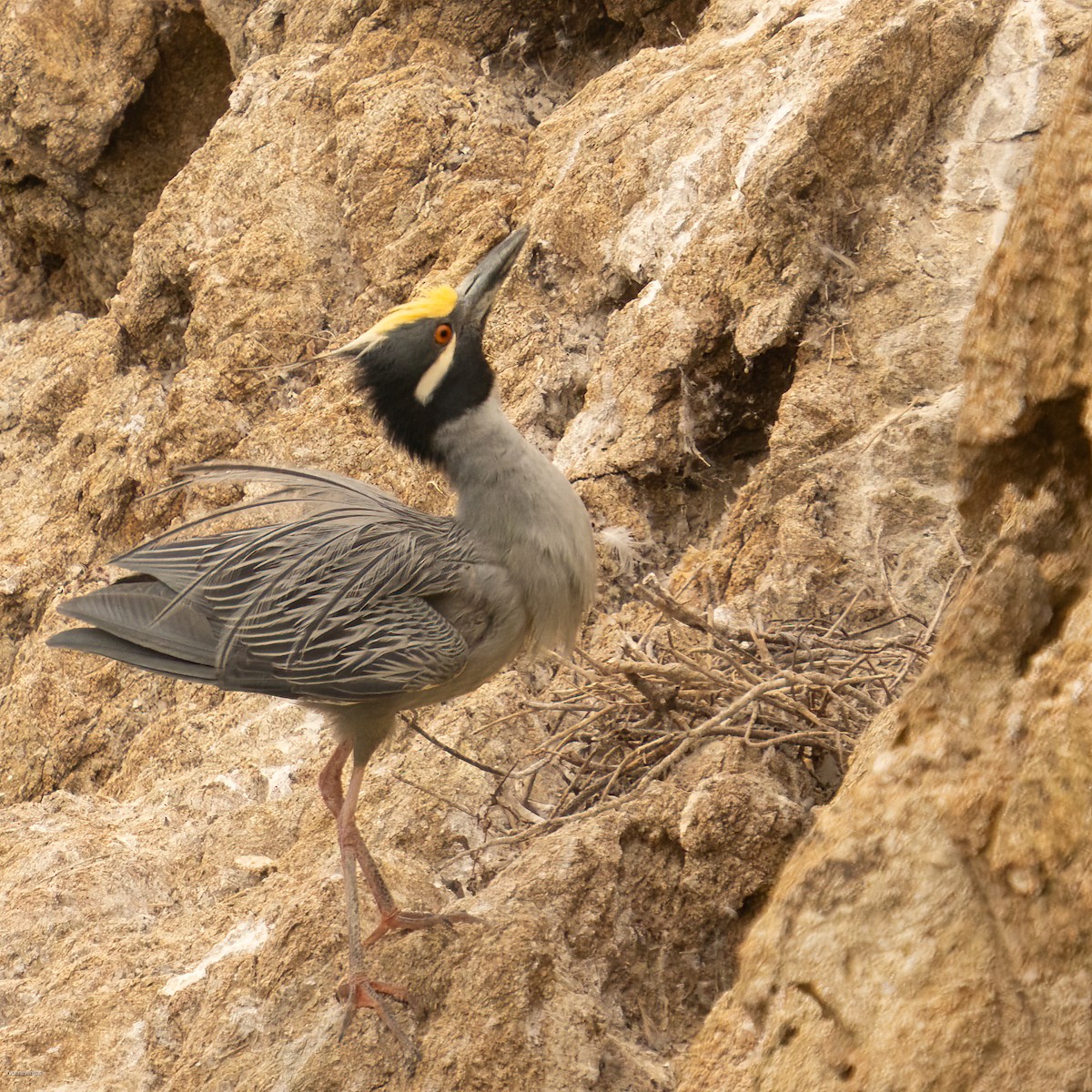 Yellow-crowned Night Heron - ML637957599
