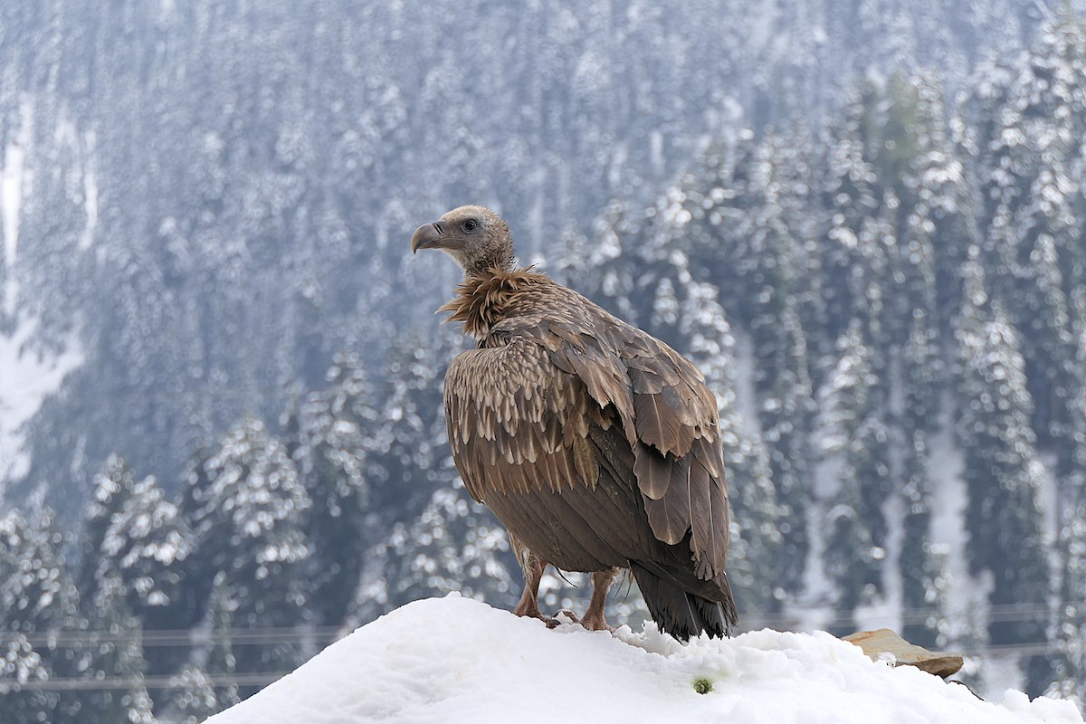 Хималайн хажир - ML637957603