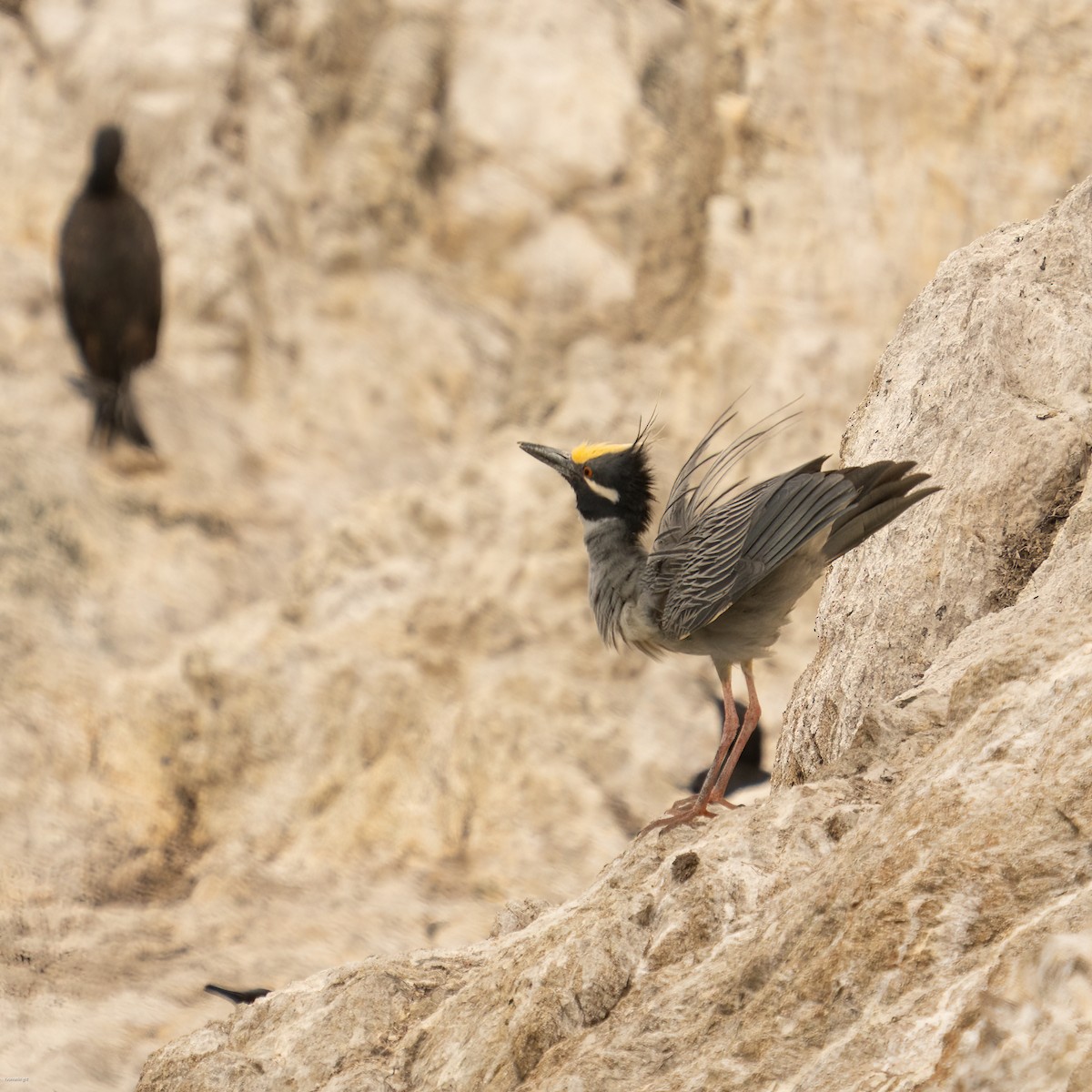 Yellow-crowned Night Heron - ML637957610