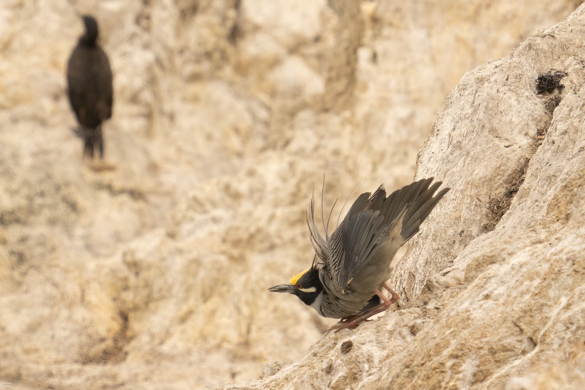 Yellow-crowned Night Heron - ML637957613