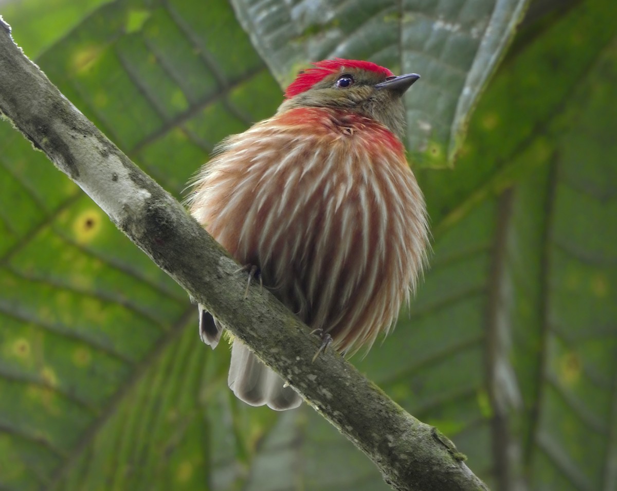 Striolated Manakin - ML637957622