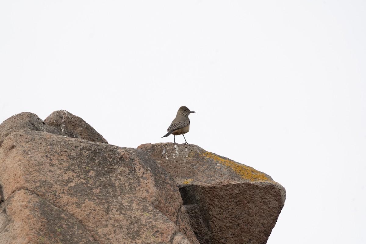 Great Shrike-Tyrant - ML637957635