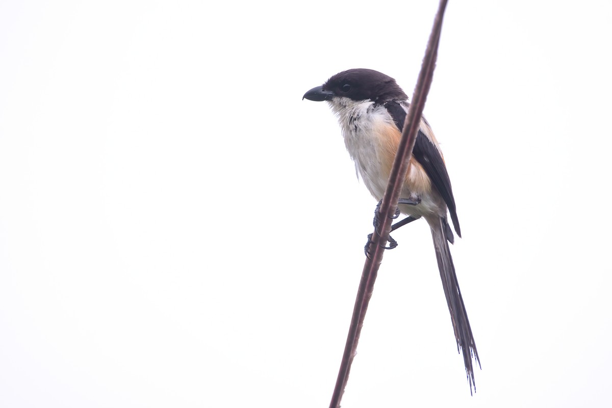 Long-tailed Shrike - ML637957638