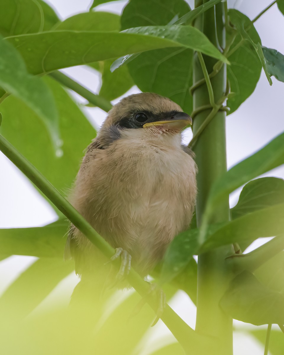 Long-tailed Shrike - ML637957640