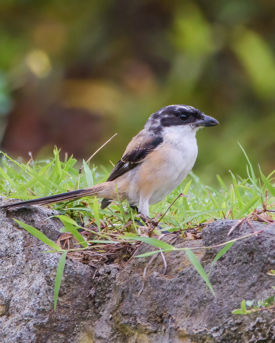 Long-tailed Shrike - ML637957641