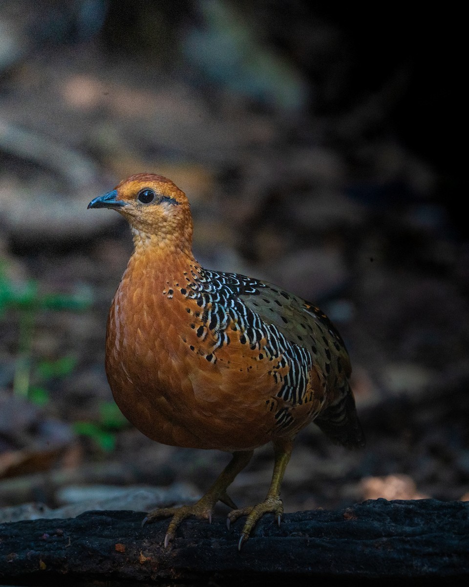 Ferruginous Partridge - ML637957656
