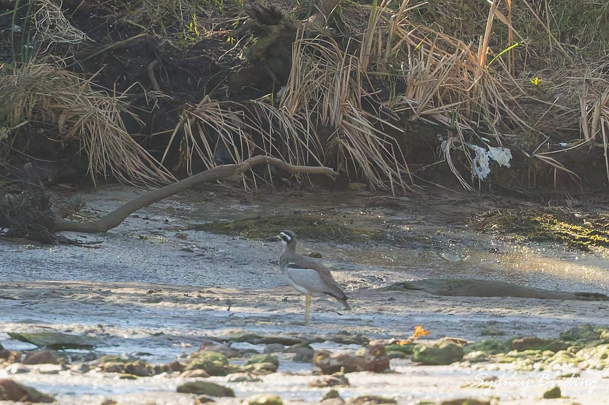 Beach Thick-knee - ML637957703