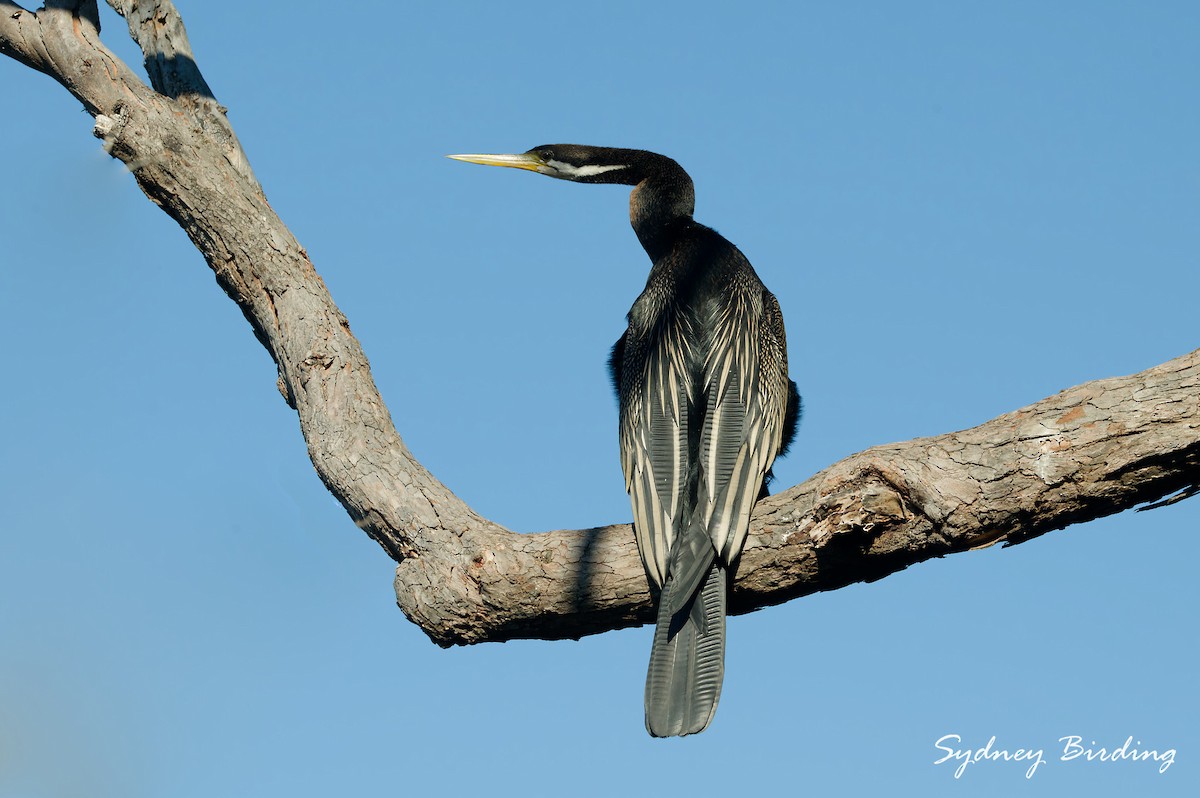 Australasian Darter - ML637957727