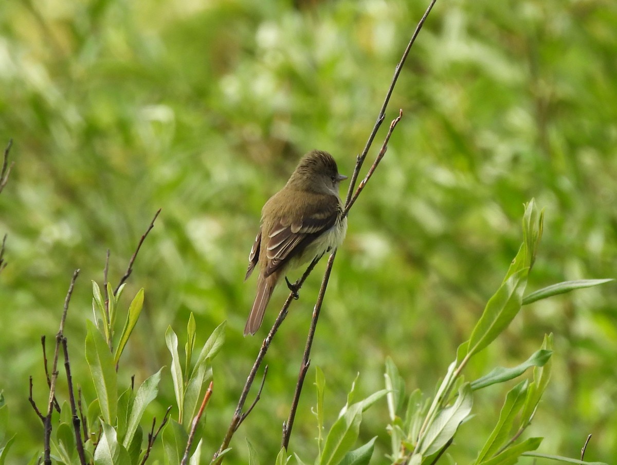 Willow Flycatcher - ML637957732