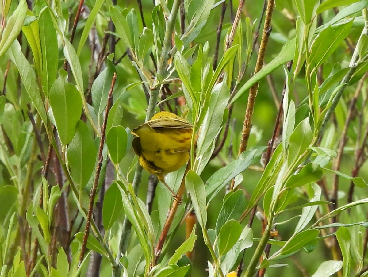 Yellow Warbler - ML637957733
