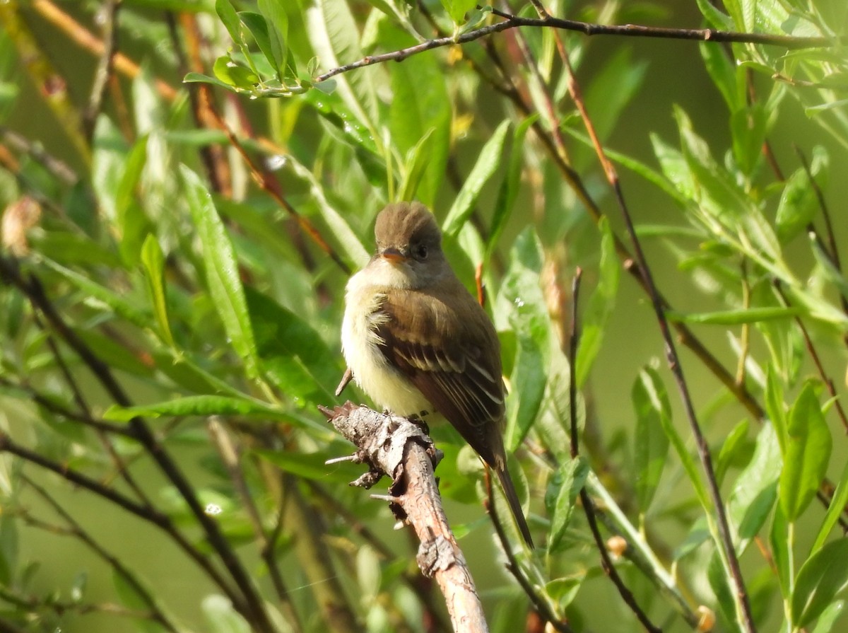 Willow Flycatcher - ML637957734