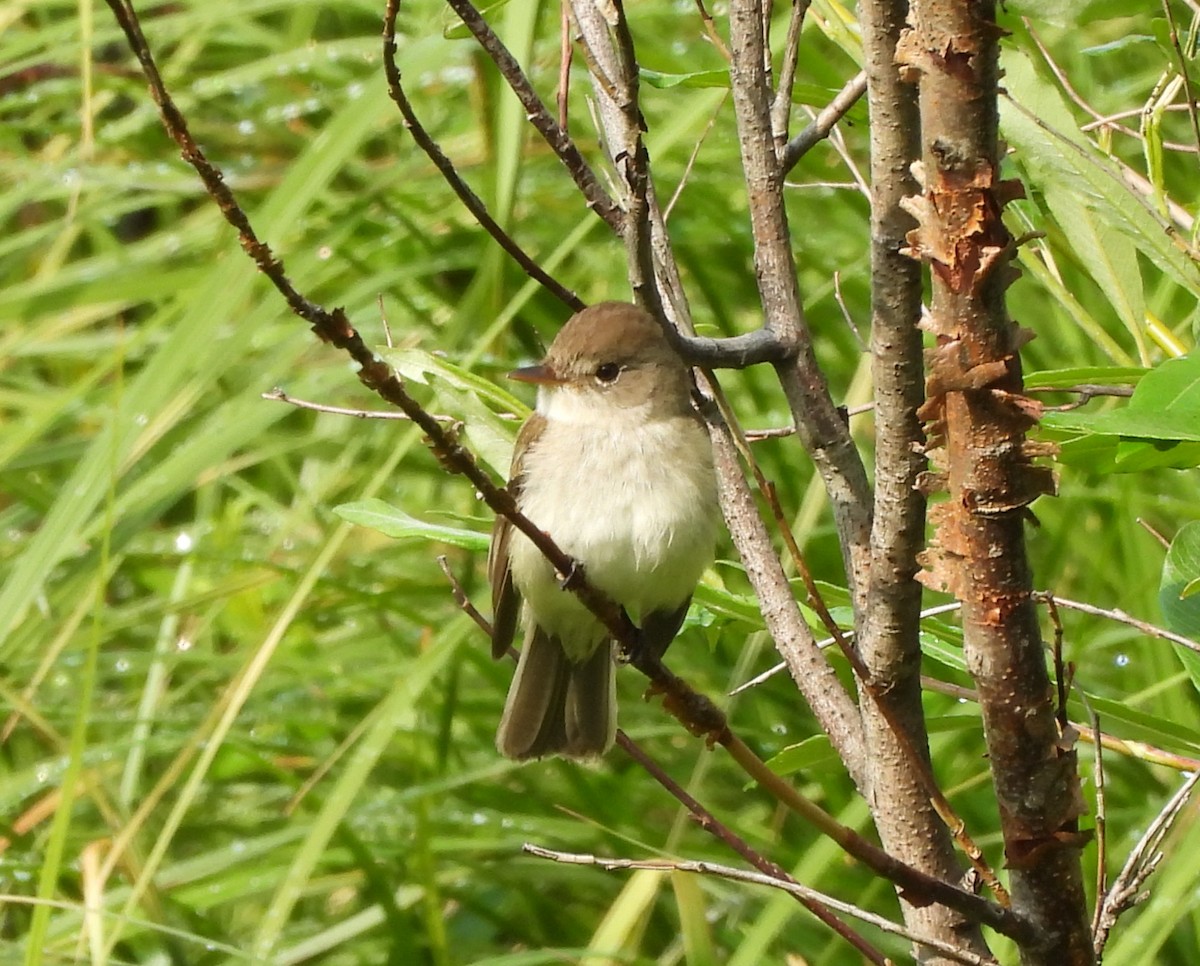 Willow Flycatcher - ML637957735