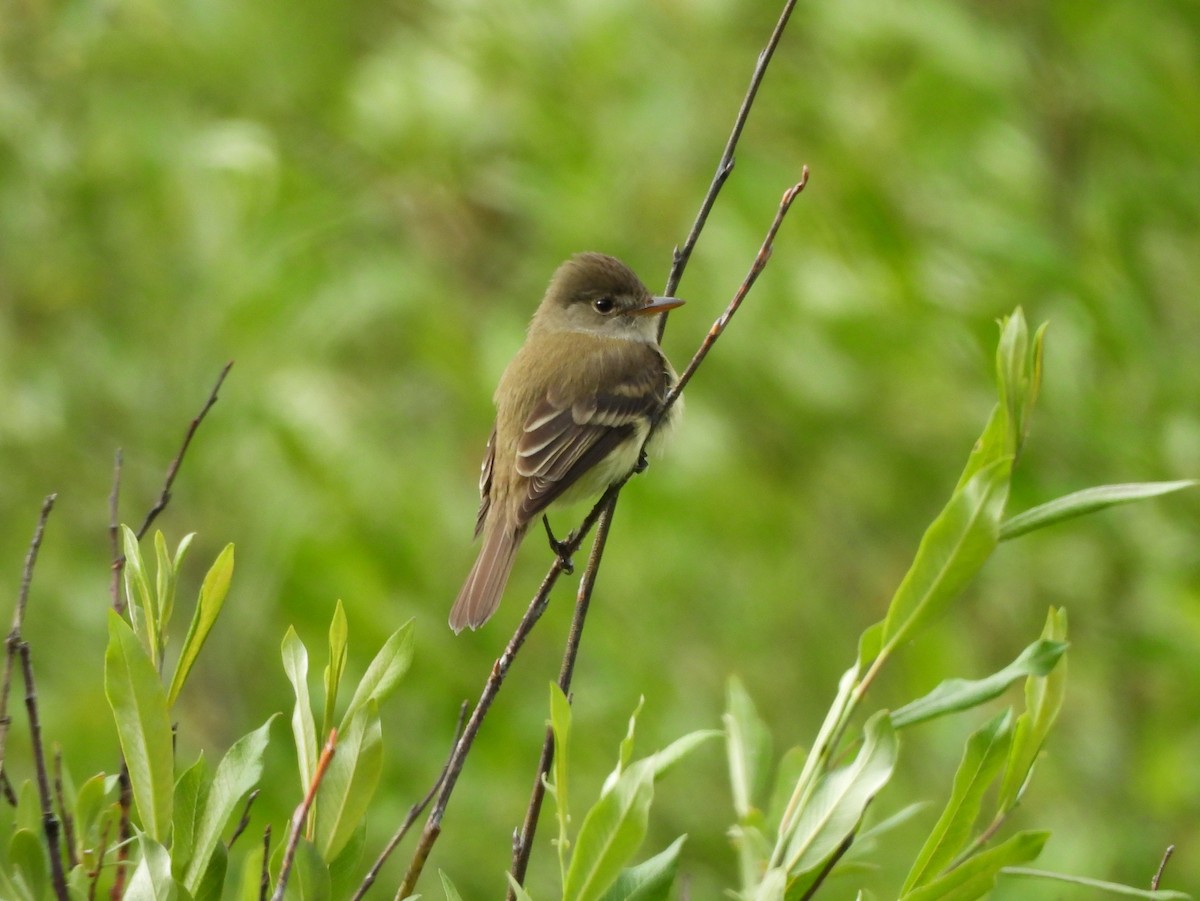 Willow Flycatcher - ML637957736
