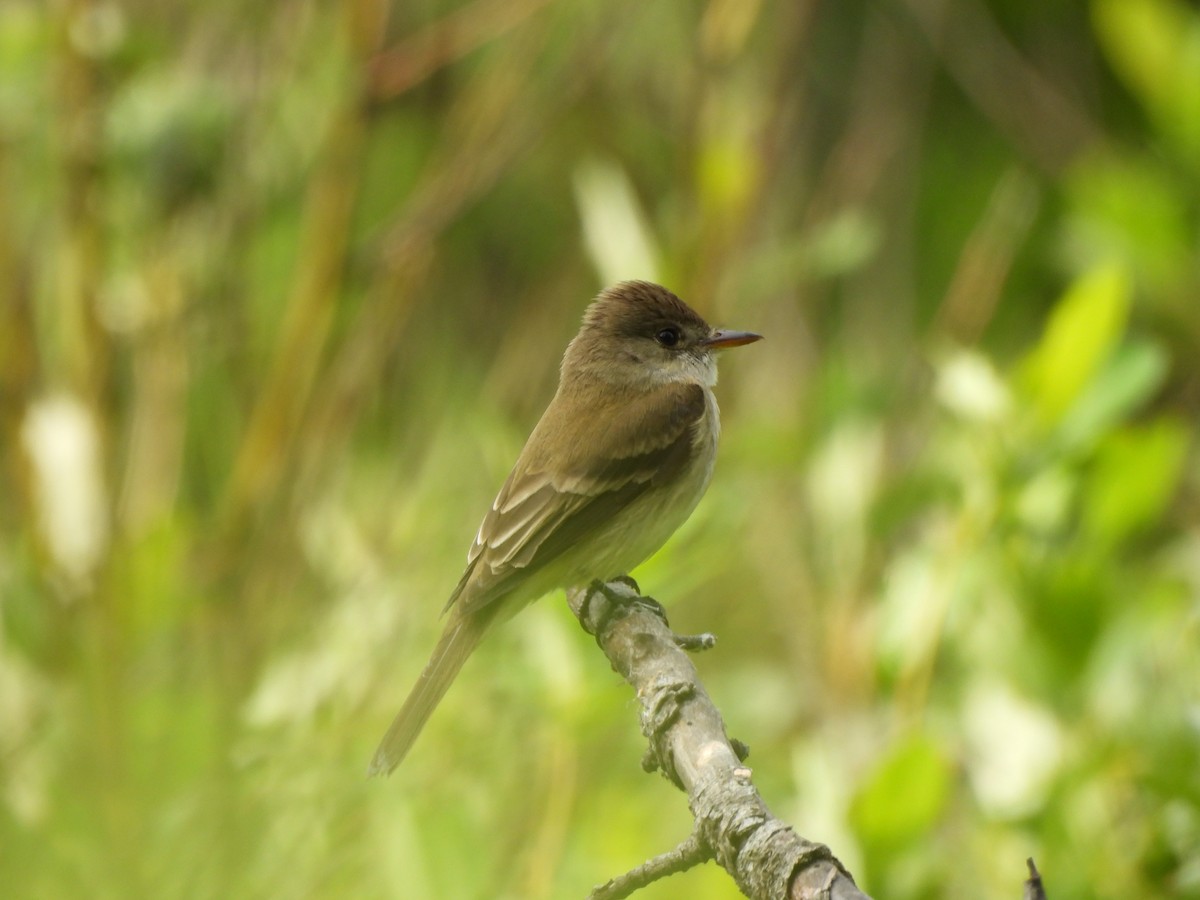 Willow Flycatcher - ML637957737