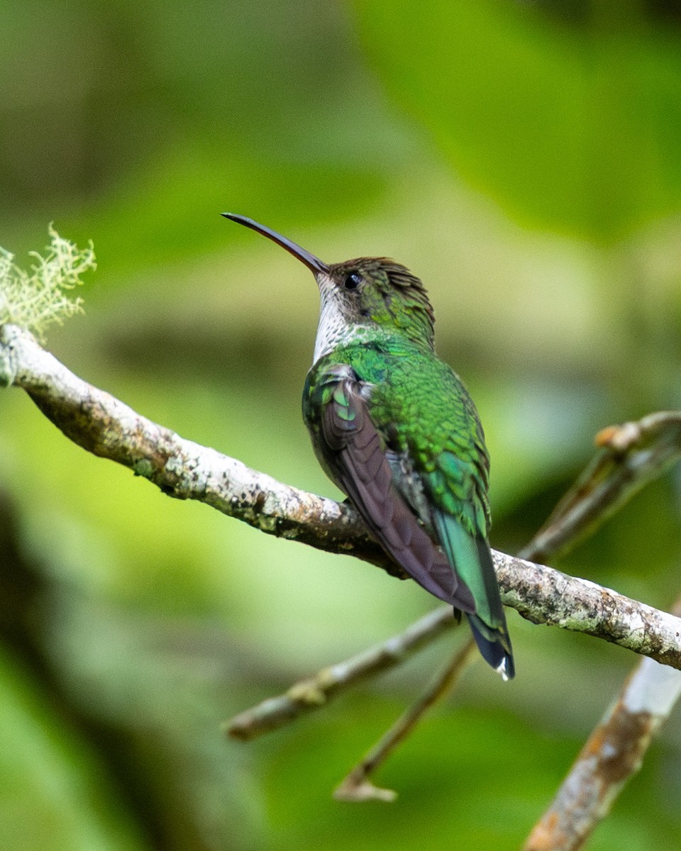 Red-billed Streamertail - ML637957738