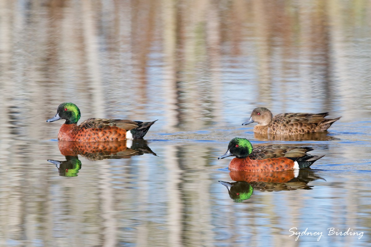 Chestnut Teal - ML637957741