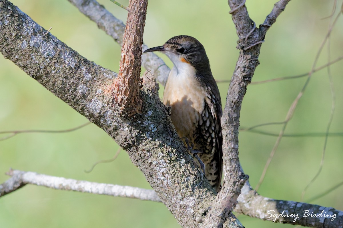 White-throated Treecreeper - ML637957750
