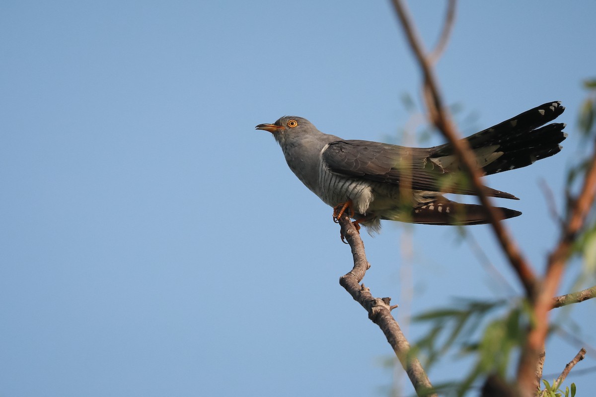 Indian Cuckoo - ML637957752