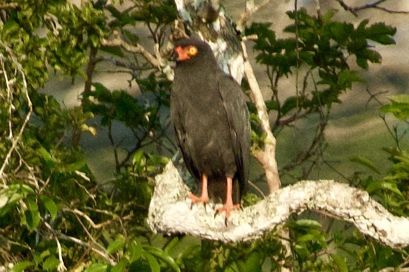 Slate-colored Hawk - ML637957753