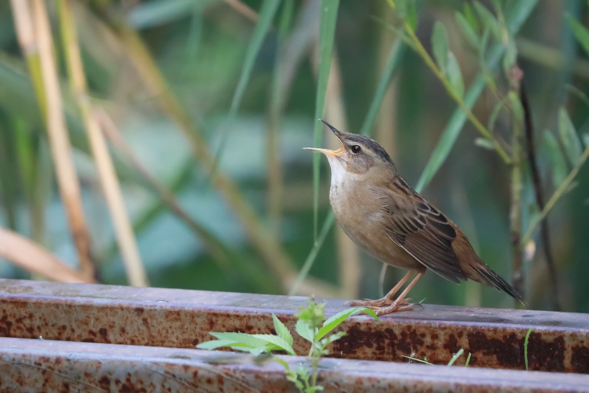 Pallas's Grasshopper Warbler - ML637957762