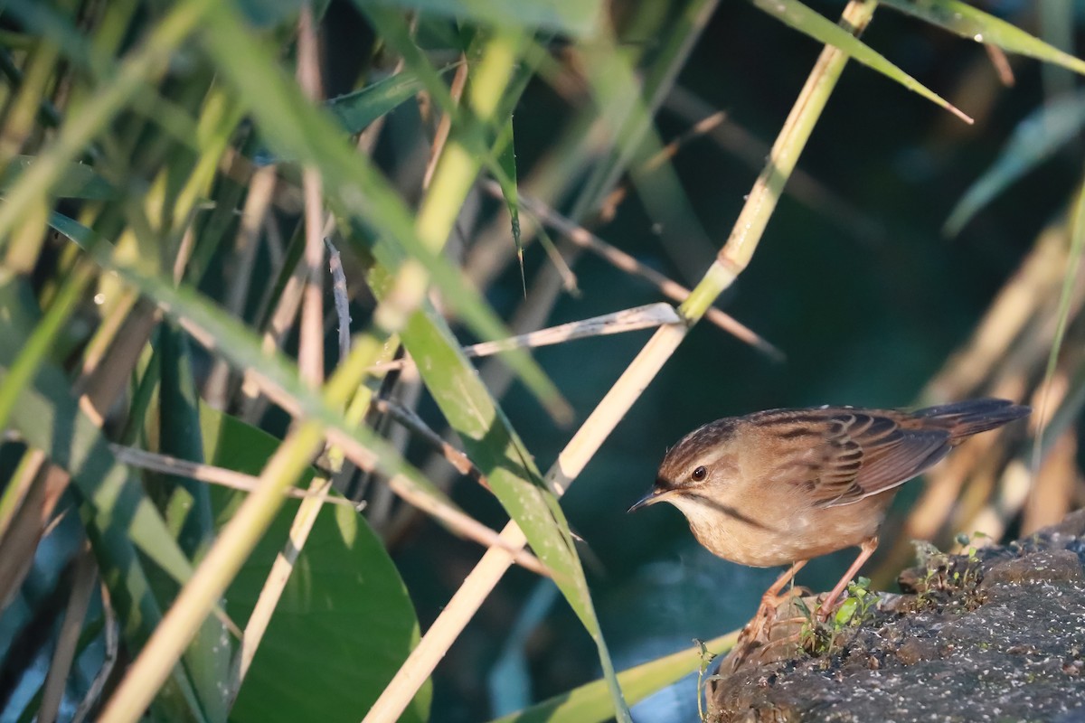 Pallas's Grasshopper Warbler - ML637957763