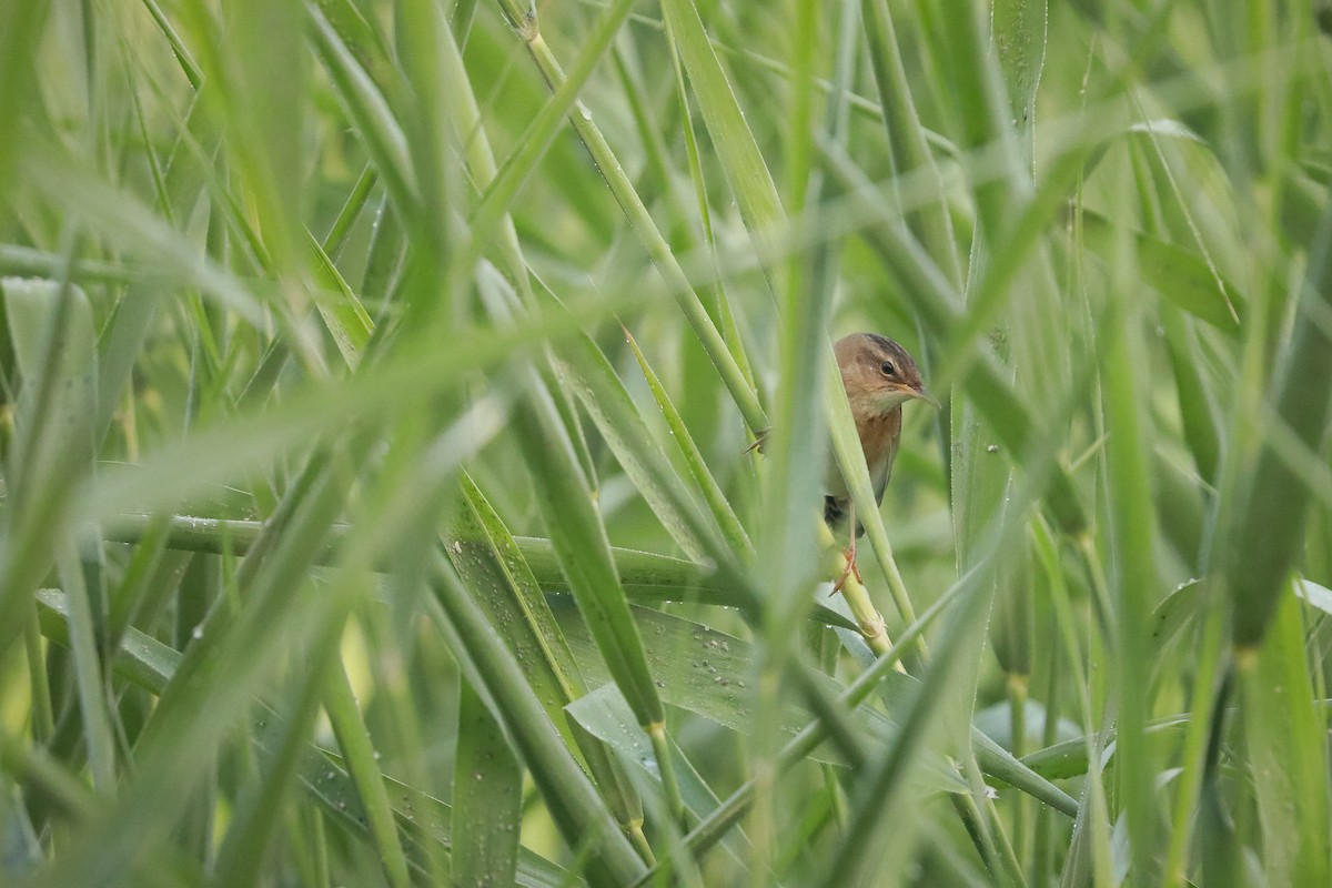 Pallas's Grasshopper Warbler - ML637957764
