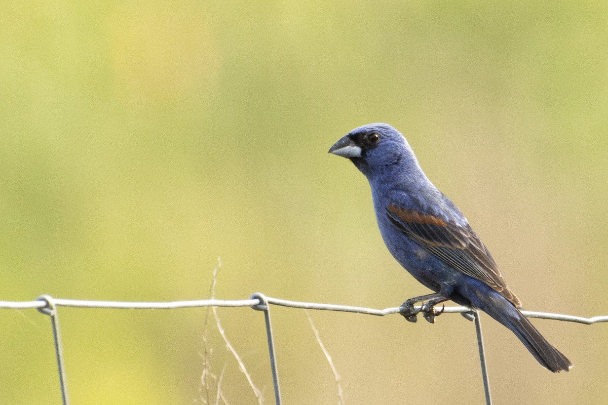 Blue Grosbeak - ML637957766