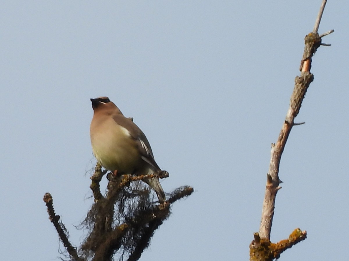 Cedar Waxwing - ML637957767
