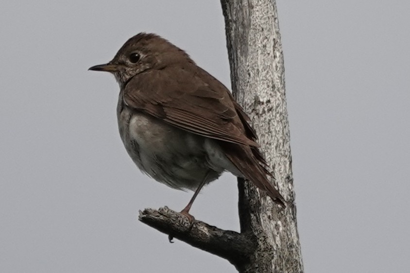 קיכלי אפור-לחי - ML637957769