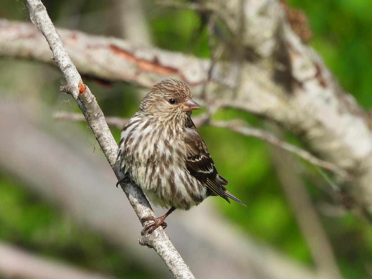 Pine Siskin - ML637957777