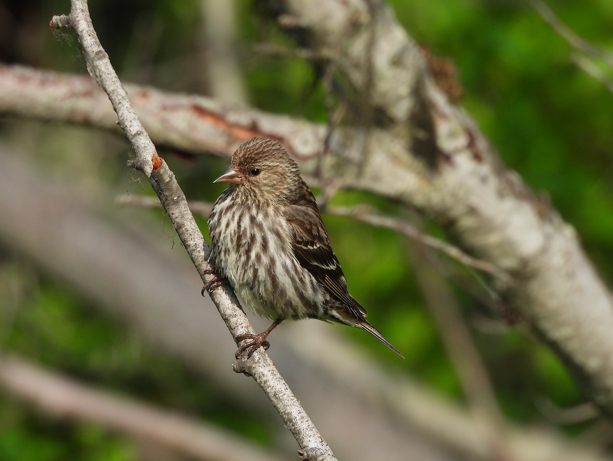 Pine Siskin - ML637957778