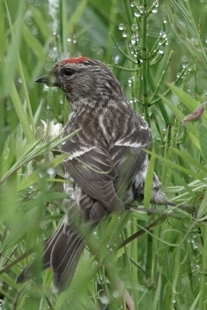 Redpoll - ML637957789
