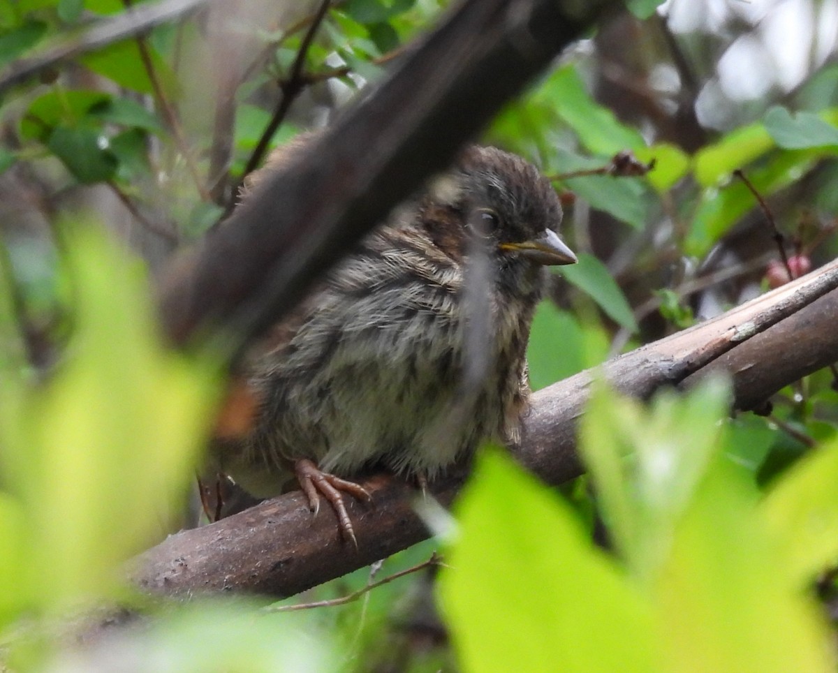 Song Sparrow - ML637957794