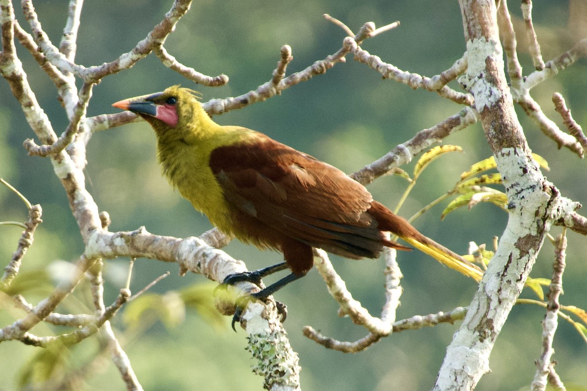 Olive Oropendola (Amazonian) - ML637957798