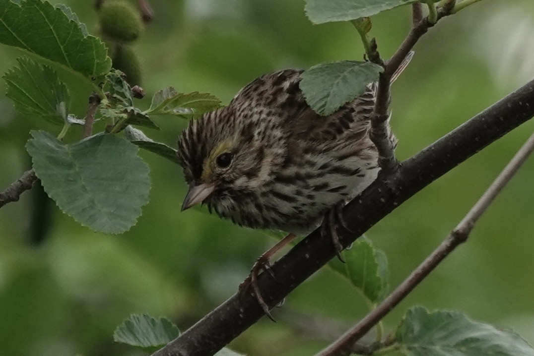 Savannah Sparrow - ML637957824