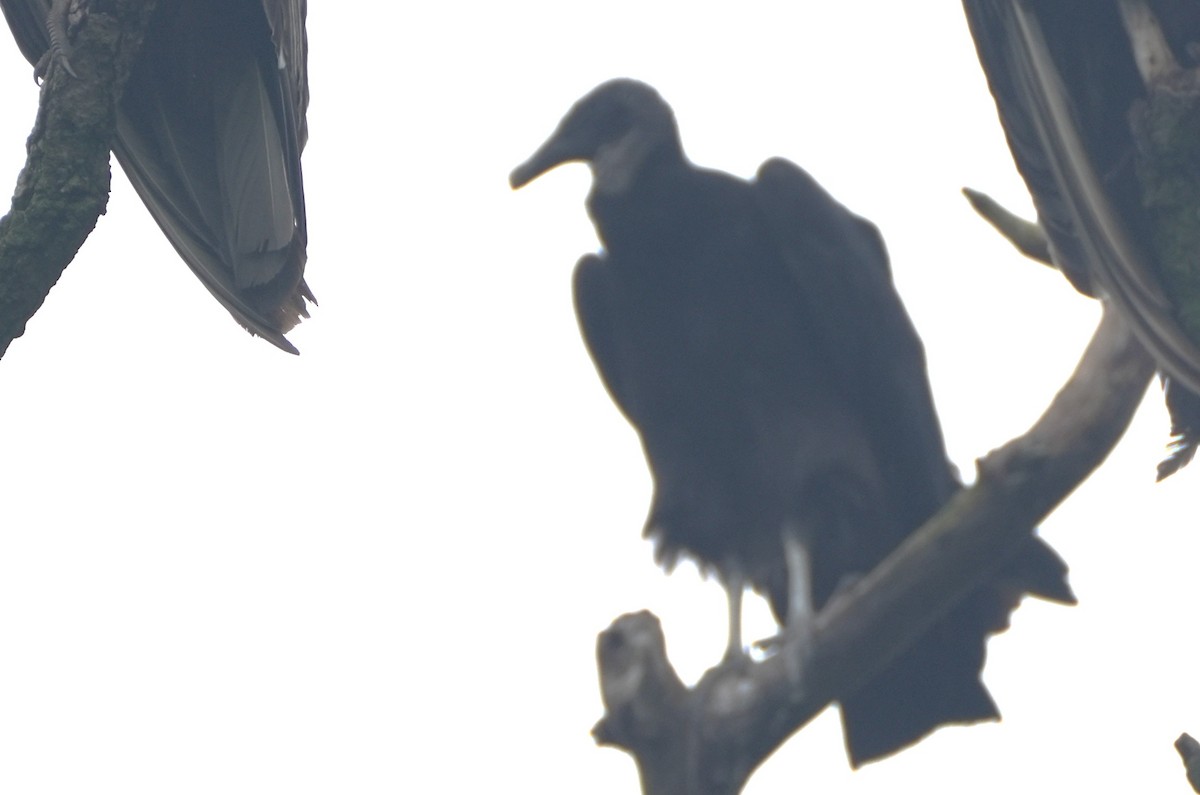 Black Vulture - ML637957832