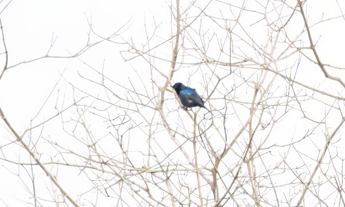 Tsavo Sunbird - ML637957840