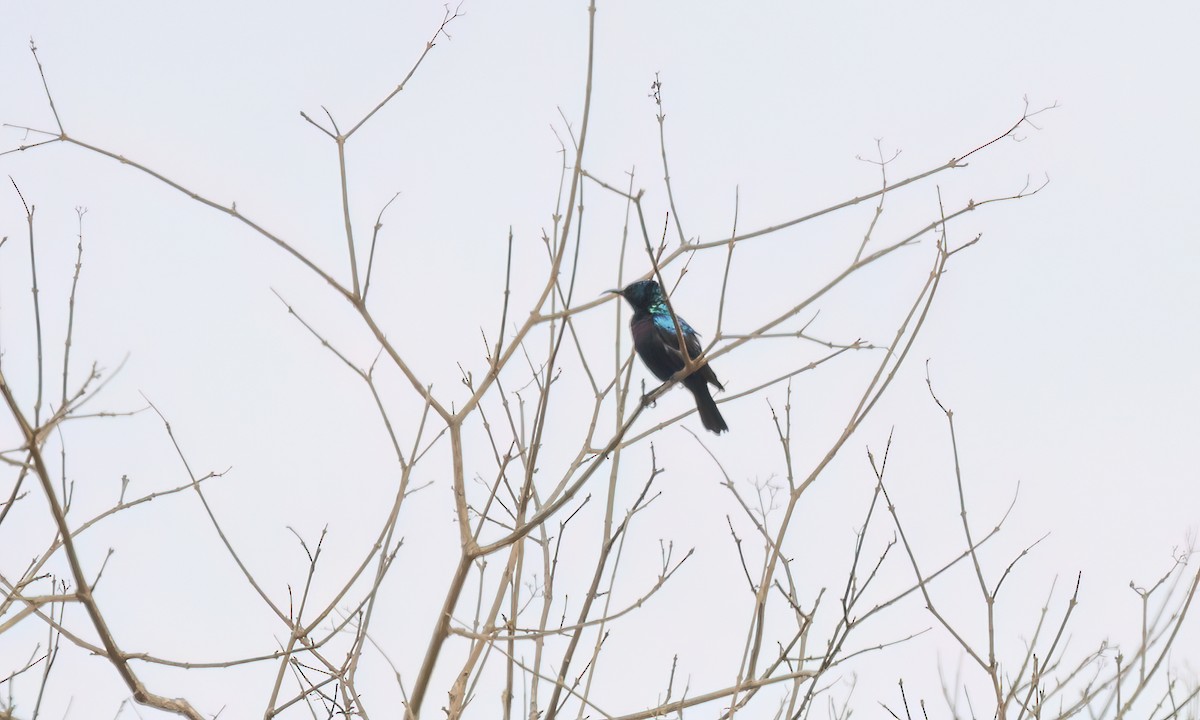 Tsavo Sunbird - ML637957841