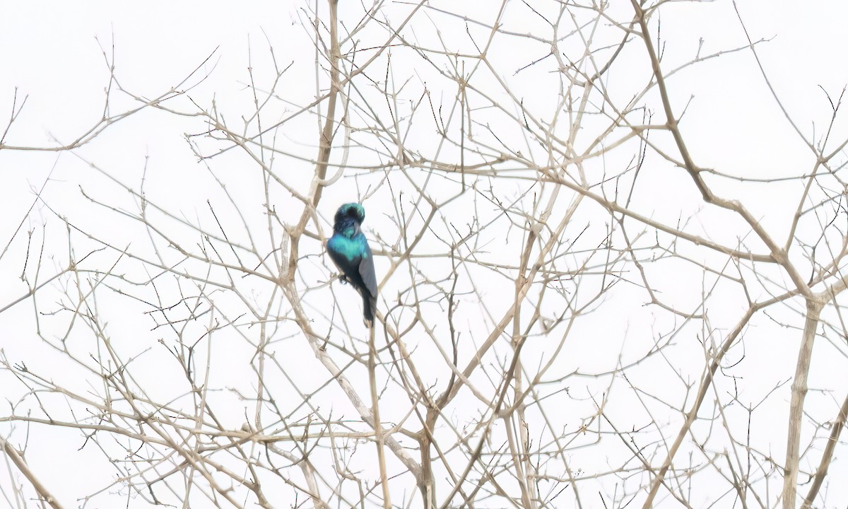 Tsavo Sunbird - ML637957843