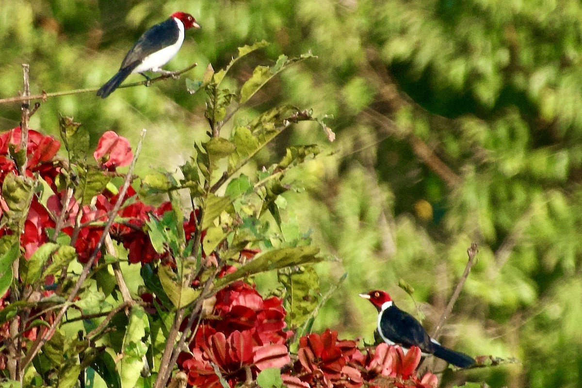 Red-capped Cardinal (Red-capped) - ML637957847